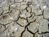 Dried Soil