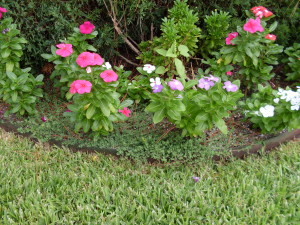 Weeds in Flower Bed
