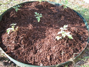 Brown Mulch